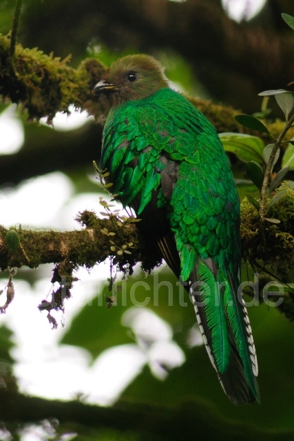 W7083 Quetzal,Resplendent Quetzal - Peter Wächtershäuser