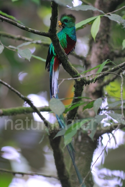 W7084 Quetzal,Resplendent Quetzal - Peter Wächtershäuser