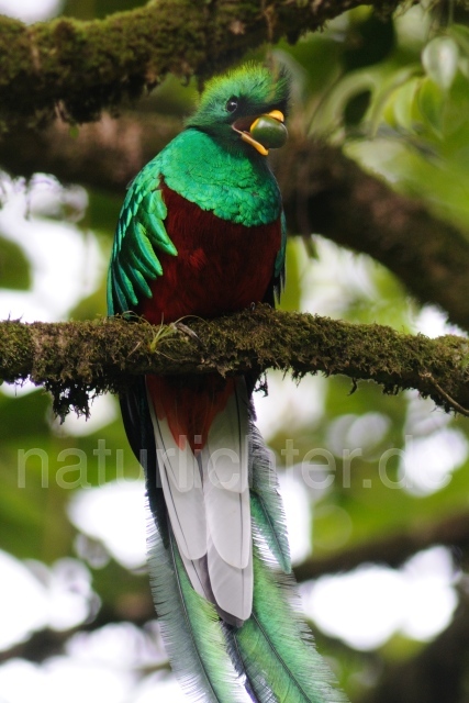 W7085 Quetzal,Resplendent Quetzal - Peter Wächtershäuser