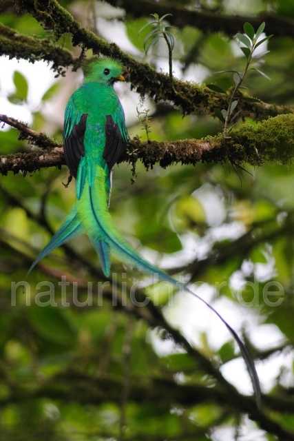 W7087 Quetzal,Resplendent Quetzal - Peter Wächtershäuser