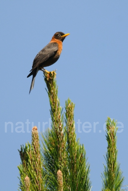 W7095 Rotnackendrossel,Rufous-collared Robin - Peter Wächtershäuser