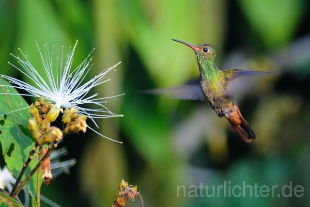 W7102 Braunschwanzamazilie,Rufous-tailed Hummingbird - Peter Wächtershäuser