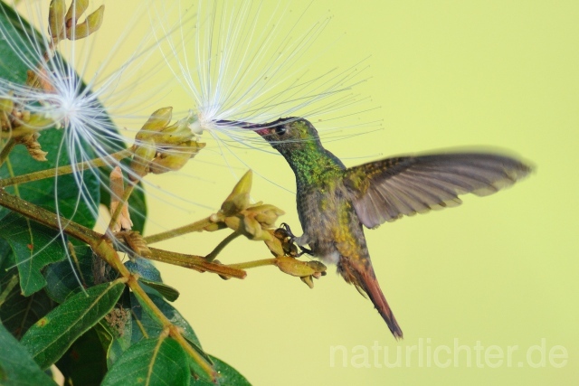 W7105 Braunschwanzamazilie,Rufous-tailed Hummingbird - Peter Wächtershäuser