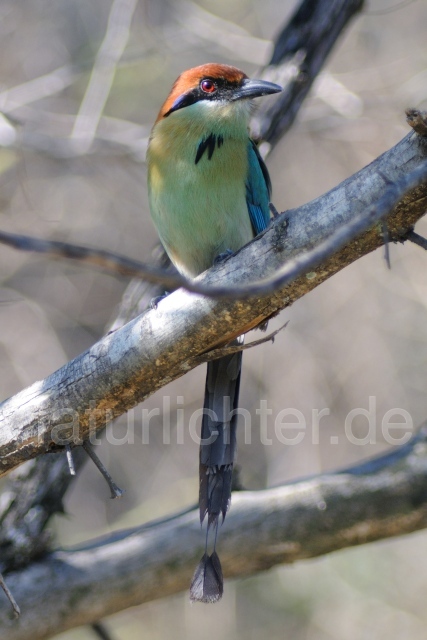 W7109 Braunscheitelmotmot,Russet-crowned Motmot - Peter Wächtershäuser