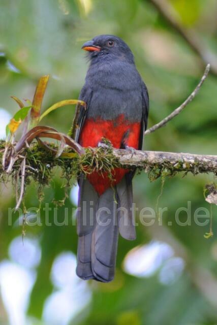 W7110 Schieferschwanztrogon,Slaty-tailed Trogon - Peter Wächtershäuser