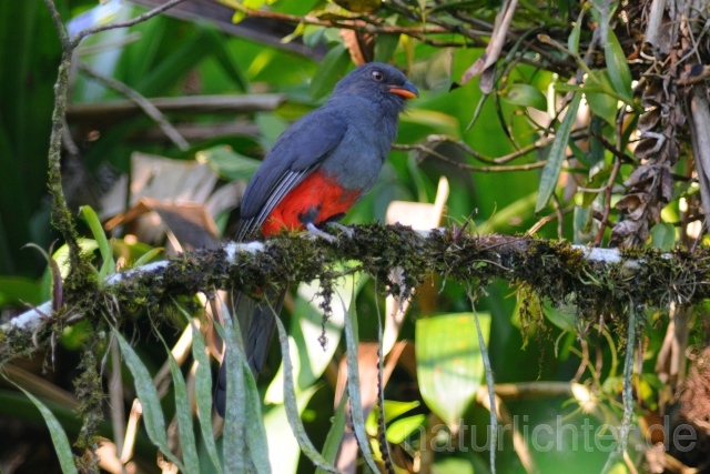 W7111 Schieferschwanztrogon,Slaty-tailed Trogon - Peter Wächtershäuser