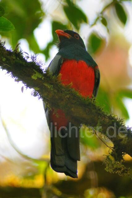 W7112 Schieferschwanztrogon,Slaty-tailed Trogon - Peter Wächtershäuser