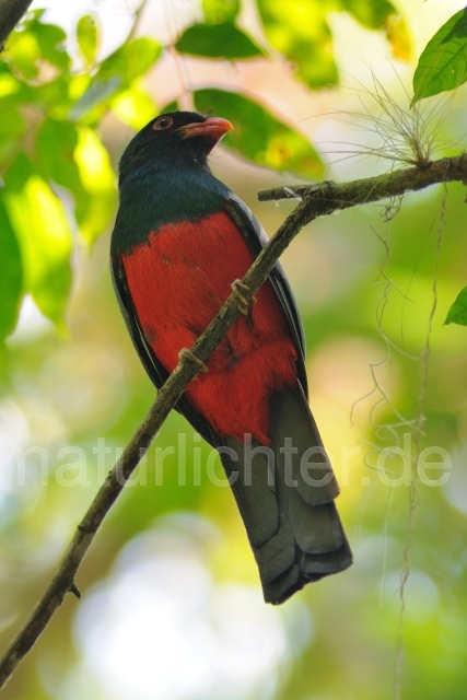 W7113 Schieferschwanztrogon,Slaty-tailed Trogon - Peter Wächtershäuser