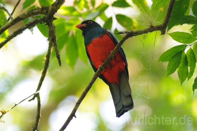 W7114 Schieferschwanztrogon,Slaty-tailed Trogon - Peter Wächtershäuser