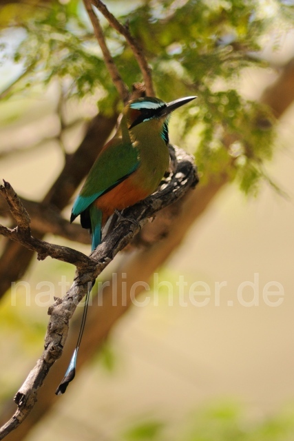 W7128 Brauenmotmot,Turquoise-browed Motmot - Peter Wächtershäuser