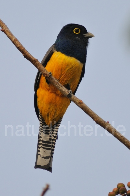 W7130 Veilchentrogon,Violaceous Trogon - Peter Wächtershäuser