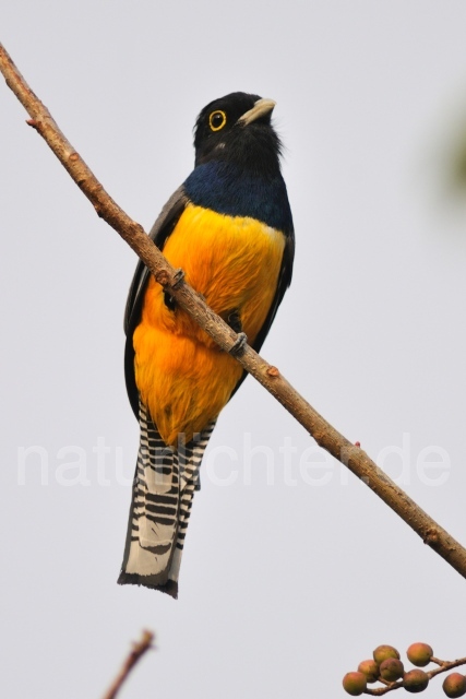 W7131 Veilchentrogon,Violaceous Trogon - Peter Wächtershäuser