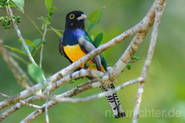 W7134 Veilchentrogon,Violaceous Trogon - Peter Wächtershäuser