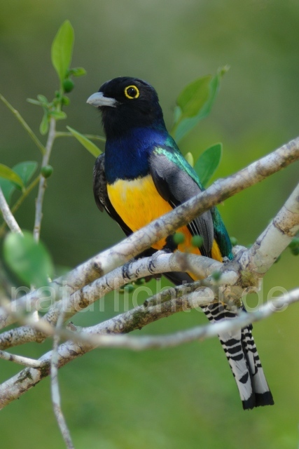 W7135 Veilchentrogon,Violaceous Trogon - Peter Wächtershäuser