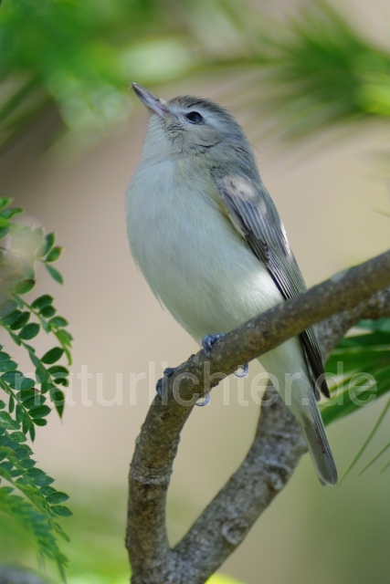 W7141 Sängervireo,Warbling Vireo - Peter Wächtershäuser