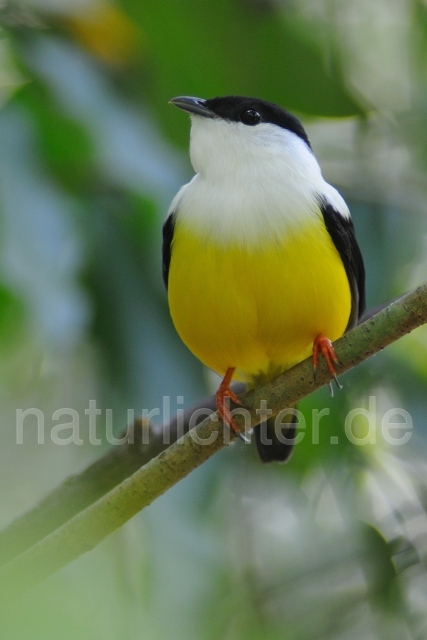 W7142 Säbelpipra,White-collared Manakin - Peter Wächtershäuser