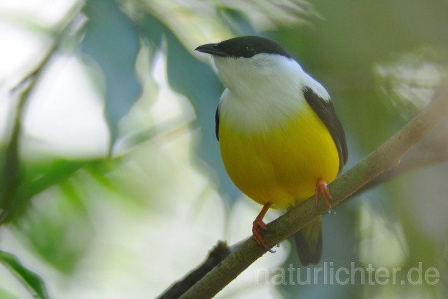 W7143 Säbelpipra,White-collared Manakin - Peter Wächtershäuser