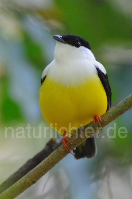 W7144 Säbelpipra,White-collared Manakin - Peter Wächtershäuser