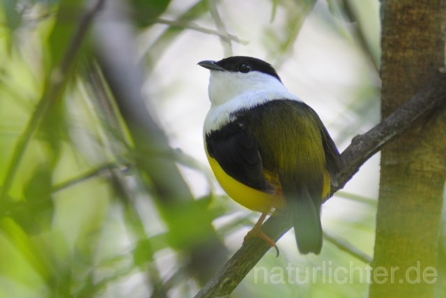 W7145 Säbelpipra,White-collared Manakin - Peter Wächtershäuser