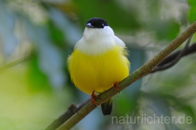 W7146 Säbelpipra,White-collared Manakin - Peter Wächtershäuser