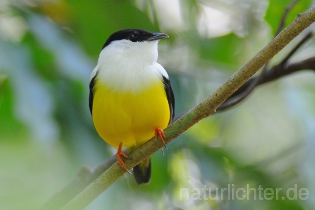 W7147 Säbelpipra,White-collared Manakin - Peter Wächtershäuser