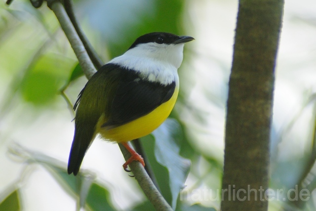 W7148 Säbelpipra,White-collared Manakin - Peter Wächtershäuser