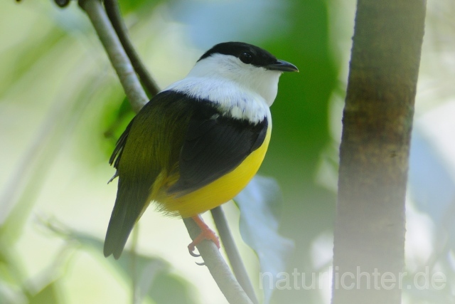 W7149 Säbelpipra,White-collared Manakin - Peter Wächtershäuser