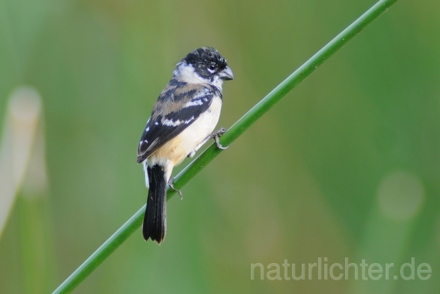 W7150 Braunbürzelpfäffchen,White-collared Seedeater - Peter Wächtershäuser