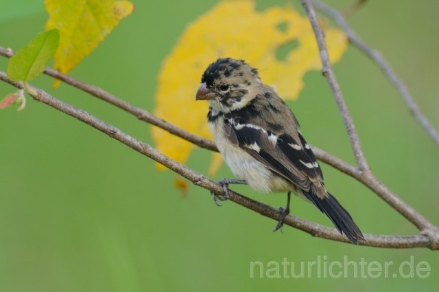 W7151 Braunbürzelpfäffchen,White-collared Seedeater - Peter Wächtershäuser