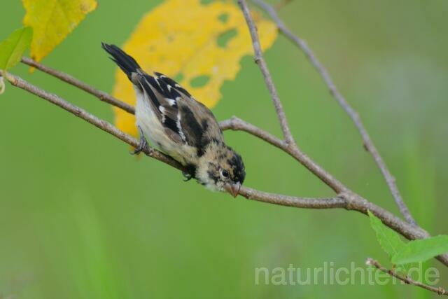 W7152 Braunbürzelpfäffchen,White-collared Seedeater - Peter Wächtershäuser