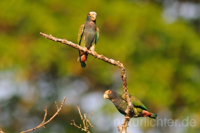 W7154 Glatzenkopfpapagei,White-capped Parrot - Peter Wächtershäuser