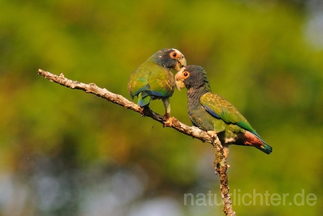 W7155 Glatzenkopfpapagei,White-capped Parrot - Peter Wächtershäuser