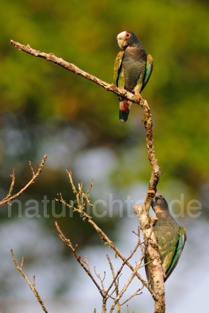 W7156 Glatzenkopfpapagei,White-capped Parrot - Peter Wächtershäuser