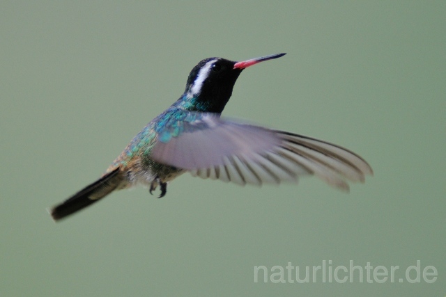 W7157 Weißohrsaphir,White-eared Hummingbird - Peter Wächtershäuser