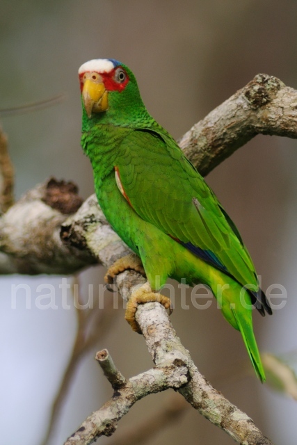 W7170 Weißstirnamazone,White-fronted Amazon - Peter Wächtershäuser