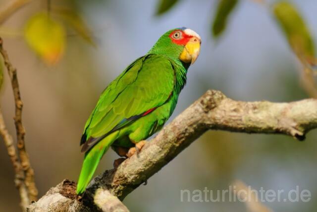 W7172 Weißstirnamazone,White-fronted Amazon - Peter Wächtershäuser