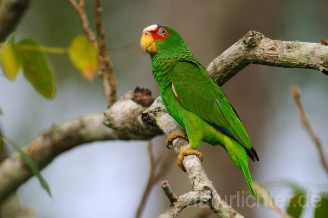 W7173 Weißstirnamazone,White-fronted Amazon - Peter Wächtershäuser