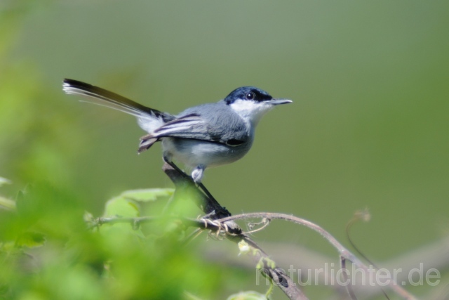 W7174 Weißzügel-Mückenfänger,White-lored Gnatcatcher - Peter Wächtershäuser