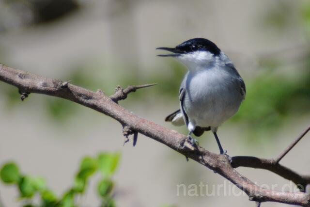 W7175 Weißzügel-Mückenfänger,White-lored Gnatcatcher - Peter Wächtershäuser