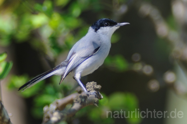 W7176 Weißzügel-Mückenfänger,White-lored Gnatcatcher - Peter Wächtershäuser