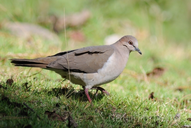 W7181 Blauringtaube,White-tipped Dove - Peter Wächtershäuser