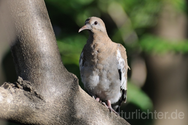 W7182 Weißflügeltaube,White-winged Dove - Peter Wächtershäuser