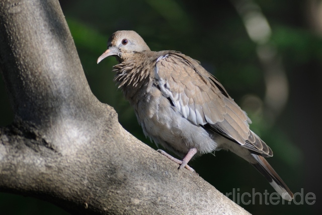 W7183 Weißflügeltaube,White-winged Dove - Peter Wächtershäuser