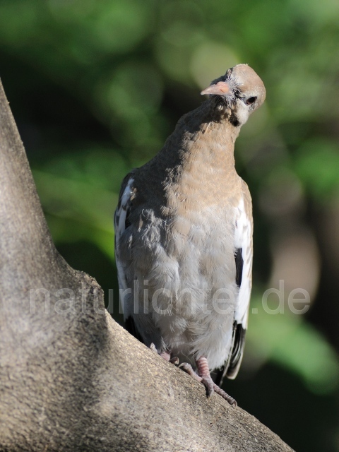 W7184 Weißflügeltaube,White-winged Dove - Peter Wächtershäuser