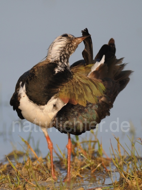 W7253 Kiebitz,Lapwing - Peter Wächtershäuser