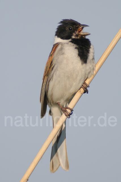 W7276 Rohrammer,Reed Bunting