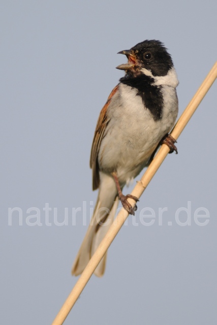 W7277 Rohrammer,Reed Bunting - Peter Wächtershäuser