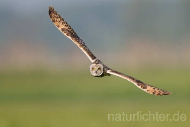 W7330 Sumpfohreule,Short-eared Owl - Peter Wächtershäuser