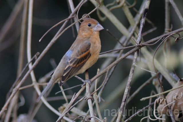 W7355 Azurbischof,Blue Grosbeak - Peter Wächtershäuser