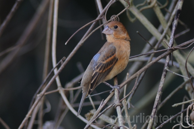 W7356 Azurbischof,Blue Grosbeak - Peter Wächtershäuser